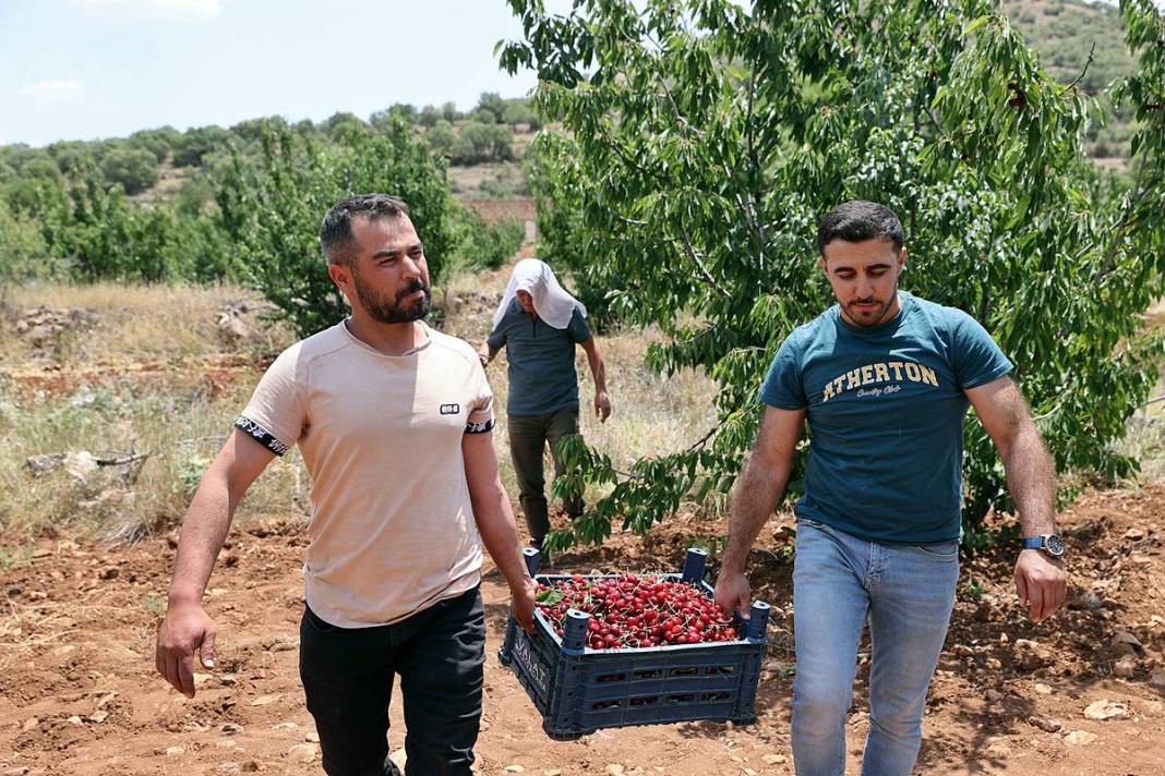 Güneydoğu'dan dünyaya: Napolyon kirazının inanılmaz yolculuğu! Sadece bir meyve değil; bu kirazlar umudun simgesi 12